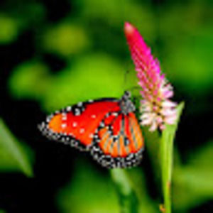 Meet your Posher, Monica